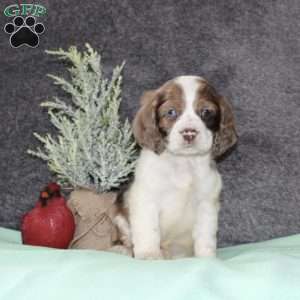 Sasha, Cocker Spaniel Puppy